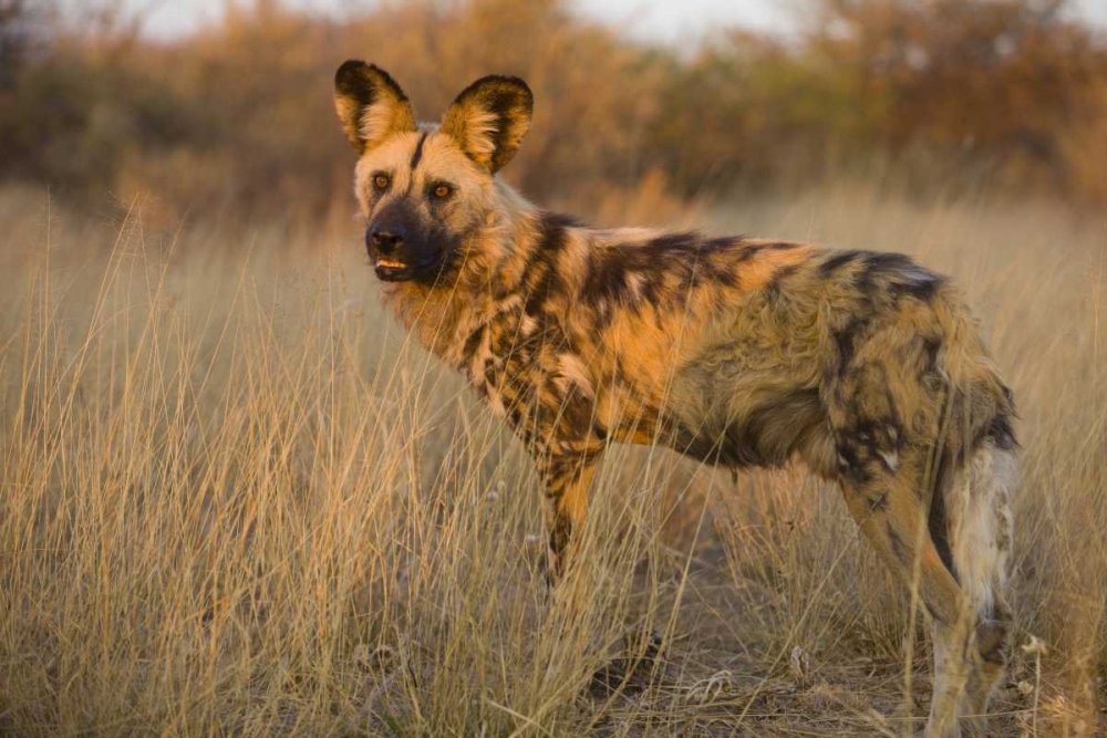 Africa, Namibia Wild dog close-up